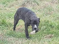 cane corso brindle